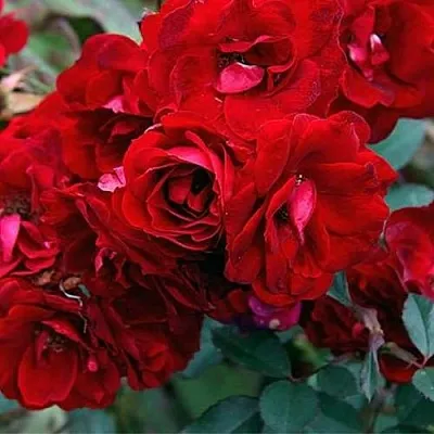 Саженцы роз ЧАМПЛЕЙН флорибунда в Екатеринбурге