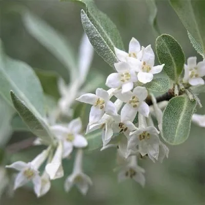 ЛОХ СЕРЕБРИСТЫЙ  ЛОХ СЕРЕБРИСТЫЙ в Екатеринбурге