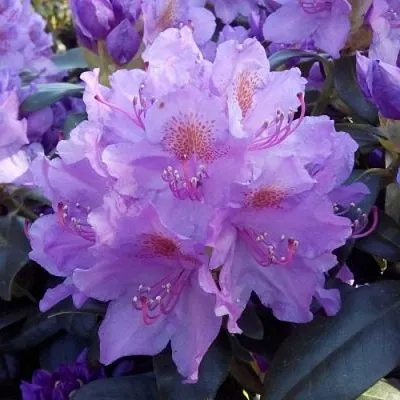 Рододендрон  Рододендрон в Екатеринбурге