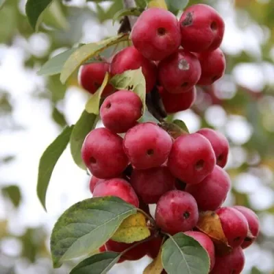 Яблоня РЕД ОБЕЛИСК колонновидная в Екатеринбурге