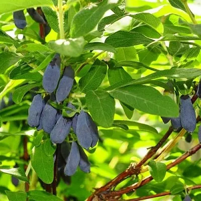 Жимолость съедобная ЛЕБЁДУШКА в Екатеринбурге