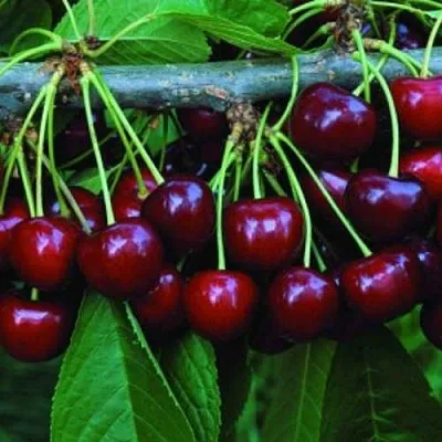 Черешня ВЕДА  Черешня ВЕДА в Екатеринбурге