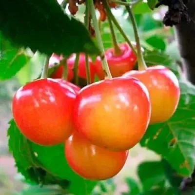 Черешня ДОНЧАНКА  Черешня ДОНЧАНКА в Екатеринбурге