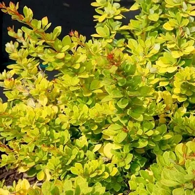 Барбарис СЕНСЕЙШЕН тунберга  Барбарис СЕНСЕЙШЕН тунберга в Екатеринбурге