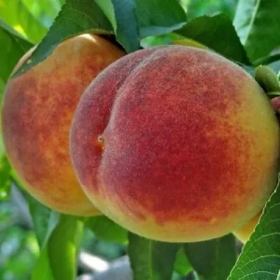 Персик НОВОСЕЛКОВСКИЙ — описание сорта Персик НОВОСЕЛКОВСКИЙ в Екатеринбурге