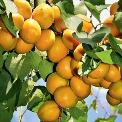 Абрикос БРЯНСКИЙ РАННИЙ в Екатеринбурге