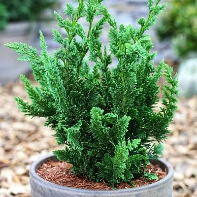 Кипарисовик ВИСЕЛЛИ лавсона в Екатеринбурге