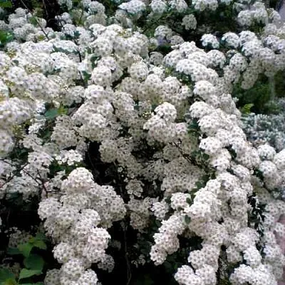 Спирея ВАНГУТТА  Спирея ВАНГУТТА в Екатеринбурге