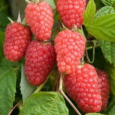 Малина КАСКАД ДЕЛАЙТ в Екатеринбурге