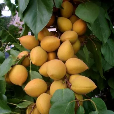 Абрикос МАНИТОБА в Екатеринбурге