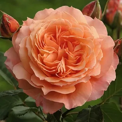 Саженцы роз БЕЛЬВЕДЕР шраб  Саженцы роз БЕЛЬВЕДЕР шраб в Екатеринбурге