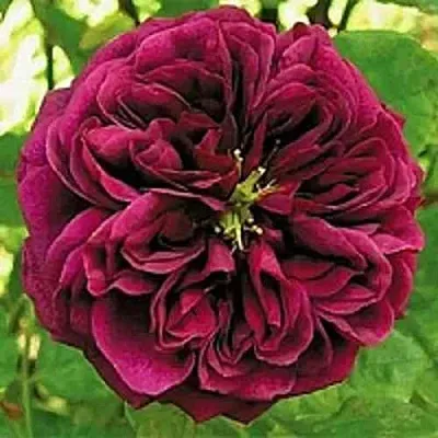 Саженцы роз ЗЕ ПРИНЦ английская  Саженцы роз ЗЕ ПРИНЦ английская в Екатеринбурге