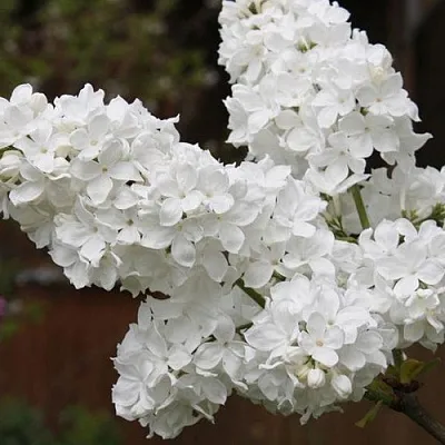 Сирень ФЛОРА  Сирень ФЛОРА в Екатеринбурге