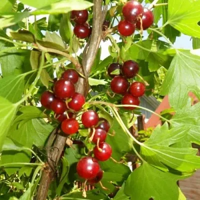 Смородина золотистая ВИШНЕВАЯ  Смородина золотистая ВИШНЕВАЯ в Екатеринбурге