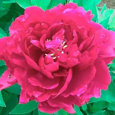 Пион ОСТРОВНОЙ МИНИСТР древовидный в Екатеринбурге