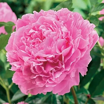 Пион МИСС ЭКХАРТ травянистый в Екатеринбурге