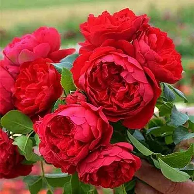 Саженцы роз ФЛОРЕНТИНА плетистая  Саженцы роз ФЛОРЕНТИНА плетистая в Екатеринбурге