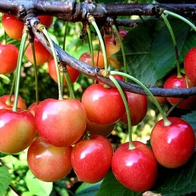 Черешня БРЯНСКАЯ РОЗОВАЯ Черешня БРЯНСКАЯ РОЗОВАЯ