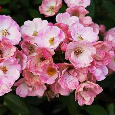 Саженцы роз АЛДЕН БИЗЕН мускусная  Саженцы роз АЛДЕН БИЗЕН мускусная в Екатеринбурге