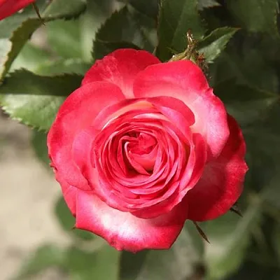 Саженцы роз САФИНА спрей  Саженцы роз САФИНА спрей в Екатеринбурге