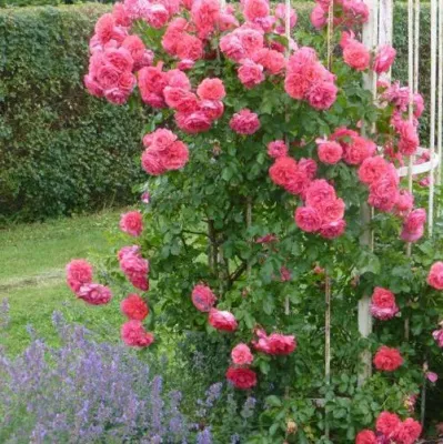 Саженцы роз РОЗЕУМ ЮТЕРСОН плетистая — описание сорта Саженцы роз РОЗЕУМ ЮТЕРСОН плетистая в Екатеринбурге