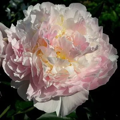 саженцы пиона