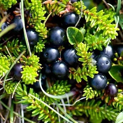 Водяника  Водяника в Екатеринбурге