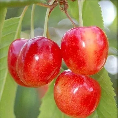 Черешня МЕДУНИЦА  Черешня МЕДУНИЦА в Екатеринбурге