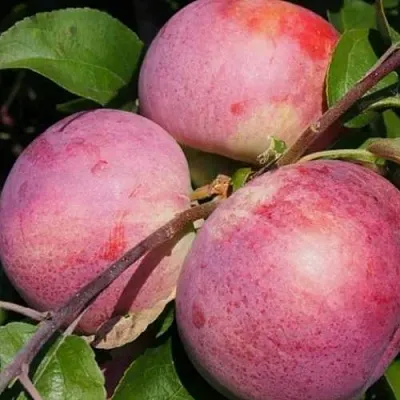 Яблоня БЕЛОРУССКОЕ МАЛИНОВОЕ  Яблоня БЕЛОРУССКОЕ МАЛИНОВОЕ в Екатеринбурге