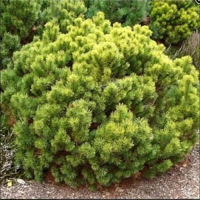 Ель ДАНС ДВАРФ обыкновення  Ель ДАНС ДВАРФ обыкновення в Екатеринбурге