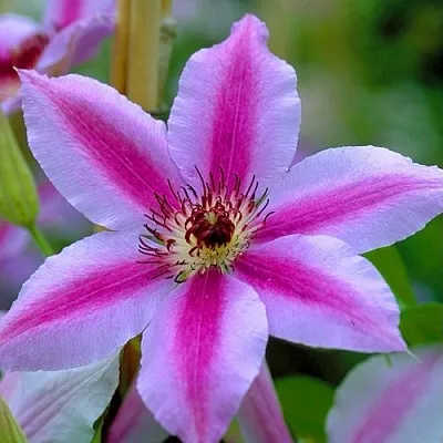 Клематис НЕЛЛИ МОЗЕР  Клематис НЕЛЛИ МОЗЕР в Екатеринбурге