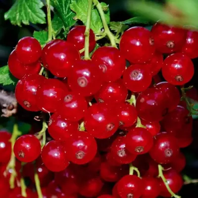 Смородина красная СЕРПАНТИН — описание сорта Смородина красная СЕРПАНТИН в Екатеринбурге