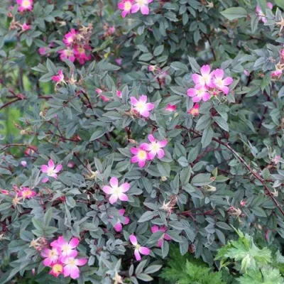 Саженцы роз сизая — описание сорта Саженцы роз сизая в Екатеринбурге