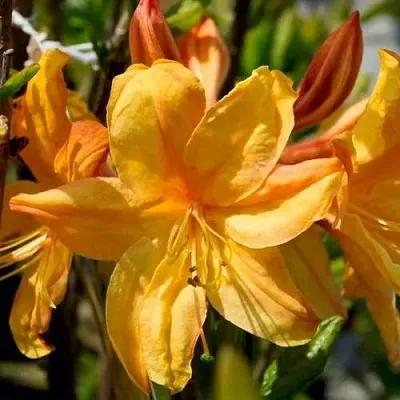 Азалия ГОЛДЕН ЛАЙТС листопадная  Азалия ГОЛДЕН ЛАЙТС листопадная в Екатеринбурге