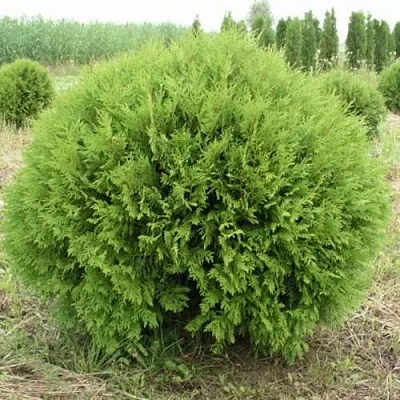 Туя ГЛОБОЗА западная в Екатеринбурге