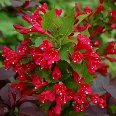 Вейгела РЕД ПРИНЦ  Вейгела РЕД ПРИНЦ в Екатеринбурге