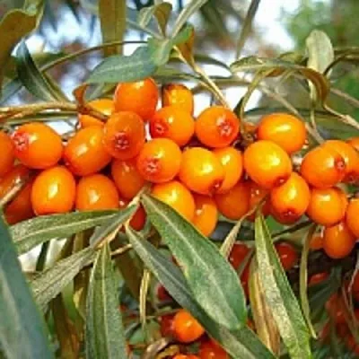 Облепиха БОТАНИЧЕСКАЯ в Екатеринбурге