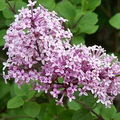 Сирень ПАЛИБИН   Сирень ПАЛИБИН  в Екатеринбурге