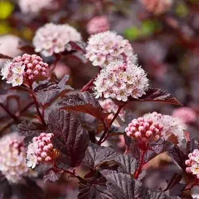 Пузыреплодник АНДРЕ   Пузыреплодник АНДРЕ  в Екатеринбурге