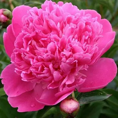 Пион ЭДУЛИС СУПЕРБА травянистый в Екатеринбурге