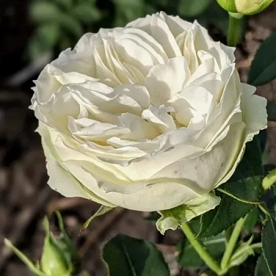 Саженцы роз ВАЙТ ПИАНО чайно-гибридная  Саженцы роз ВАЙТ ПИАНО чайно-гибридная в Екатеринбурге