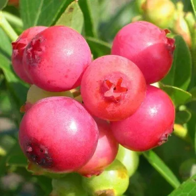 Голубика ПИНК ЛИМОНАД в Екатеринбурге