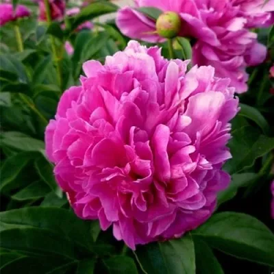 Пион ФЕЛИКС КРАУССЕ травянистый в Екатеринбурге