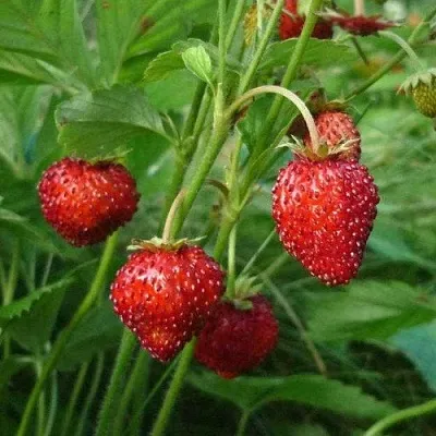 Земляника АЛЬПИЙСКАЯ  Земляника АЛЬПИЙСКАЯ в Екатеринбурге