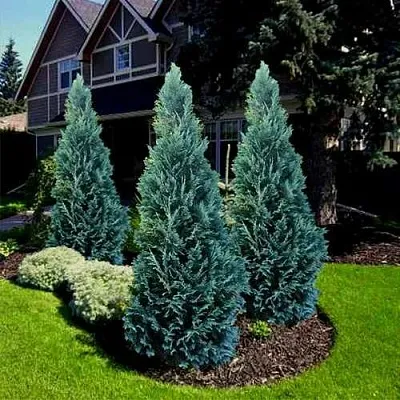 Кипарисовик ВАН ПЕЛЬТС БЛЮ лавсона в Екатеринбурге