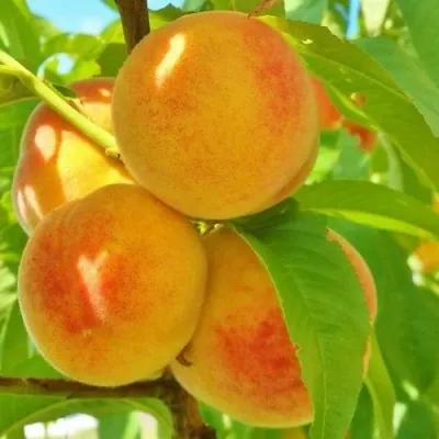Персик ВЕТЕРАН — описание сорта Персик ВЕТЕРАН в Екатеринбурге