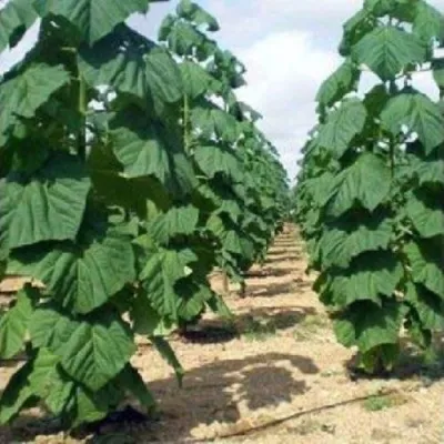 Павлония ПАО ТОГН Z07 — описание сорта Павлония ПАО ТОГН Z07 в Екатеринбурге