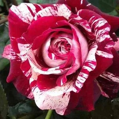 Саженцы роз ХУЛИО ИГЛЕСИАС чайно-гибридная  Саженцы роз ХУЛИО ИГЛЕСИАС чайно-гибридная в Екатеринбурге