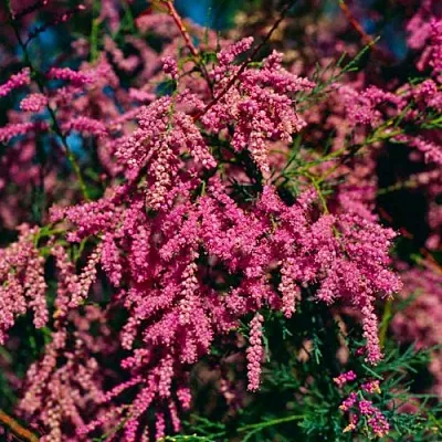 Тамарикс  Тамарикс в Екатеринбурге