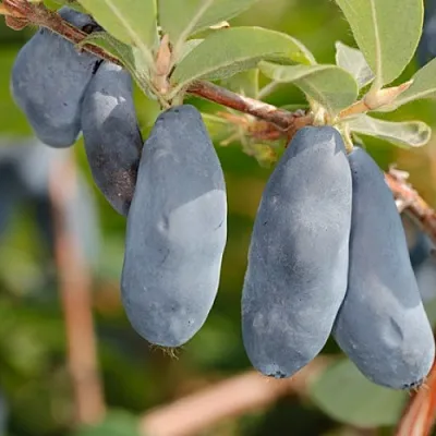 Жимолость съедобная СИНИЙ УТЕС  Жимолость съедобная СИНИЙ УТЕС в Екатеринбурге